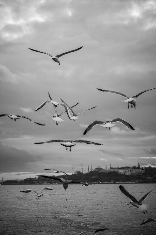 pexels-fatih-guney-337108406-19373789