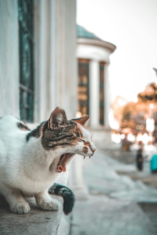 pexels-weekendplayer-987984